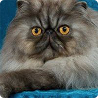 Cheryl's cat