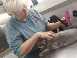 Gabi busy shaving a cat