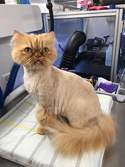 #2 comb cut teddy style