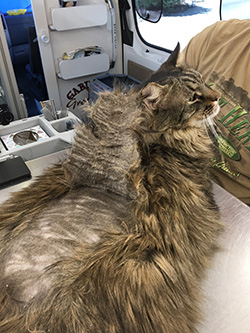 This cat had pelted mats on his back. Yes we fix this.