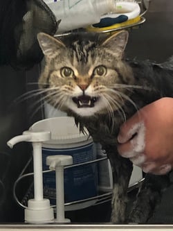 Cat getting a bath
