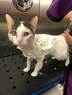 Cat getting a bath