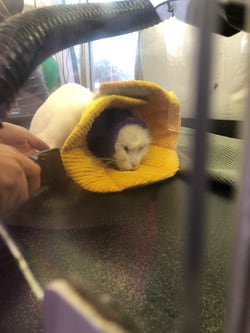 Cat getting dry after a bath