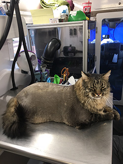 #4 comb cut lion style