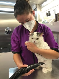 Destiny drying off a cat