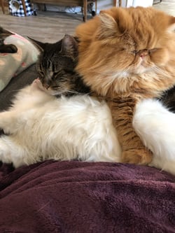 Lolly, Penn, and Sir GinGin