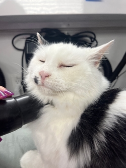 Enjoying the pampering!