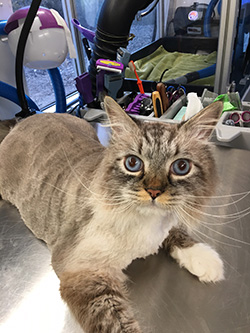#4 comb cut bobcat style