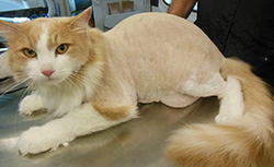 After grooming