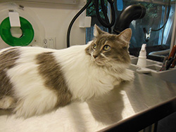 After grooming