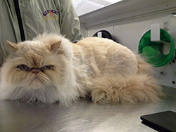 Himalayan being groomed