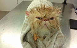 Drying off after a bath