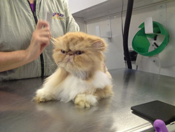 Getting combed out after bath and groom
