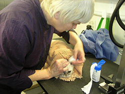 Ear cleaning