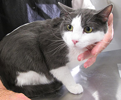 Clean cat after a bath