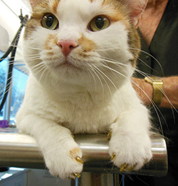 Cat with SoftClaws vinyl nail caps