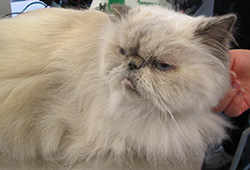 Himalayan after bath and groom