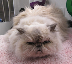 Himalayan before bath and groom