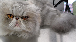 Happy clean Persian cat
