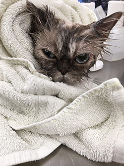 Drying off after a bath