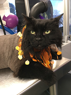 Groomed cat in Halloween decor