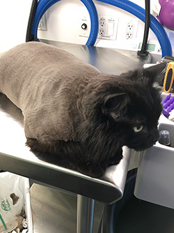 Grooming completed