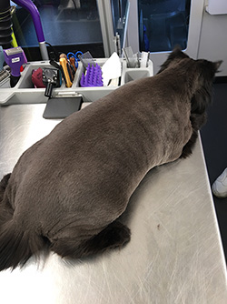 Grooming completed