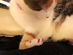 Arwin shows off her new nail covers