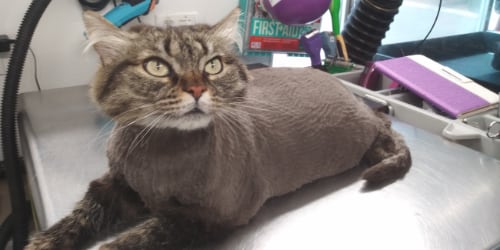Another happy cat after a groom