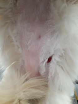 Sadly, the owner tried to remove a mat. We see this too often. During this time of staying at home, please text Cheryl and send pictures if your cat is matted. 520-403-5910 (photo courtesy Julie Beeman, CFMG)