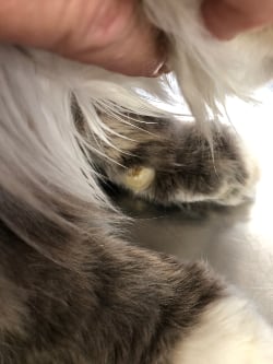 Older kitty nails need to be trimmed regularly.