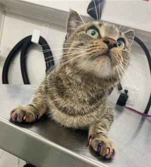 Softpaws can be fun.