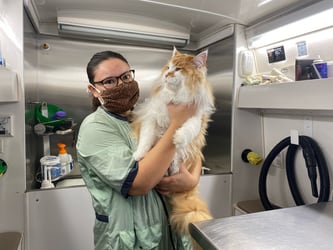 Irma preparing for a groom.