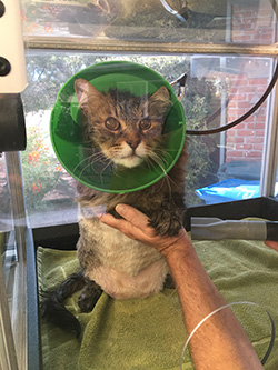 A kitty inside our Catty Shack Vac patented drying system