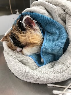 Grooming is so stressful.