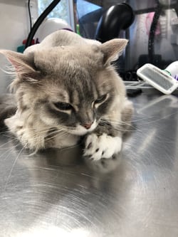 Cool Softpaws.