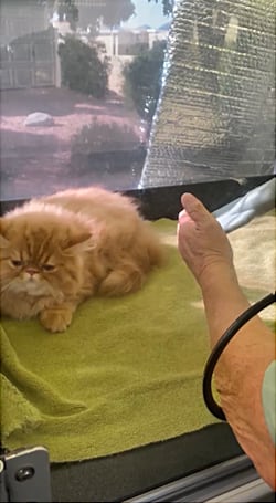 Sir GinGin getting a blow dry.