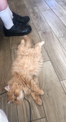 Sir GinGin taking a rest after morning play time.