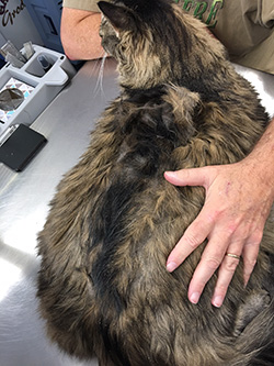 This cat had pelted mats on his back. Yes we fix this.