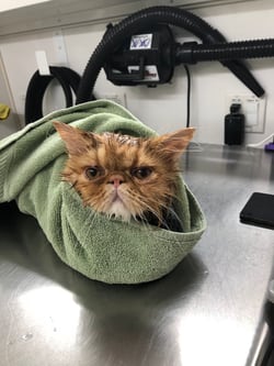 Sir GinGin wrapped up.
