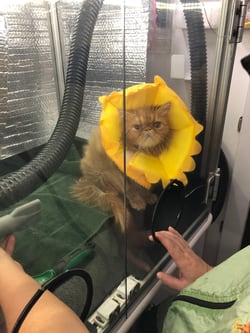 Sir GinGin drying.