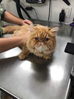 Sir GinGin getting a brush out.