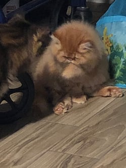 Sir GinGin in the house all clean and dry.