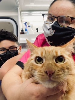 Last cat groom of 2020.