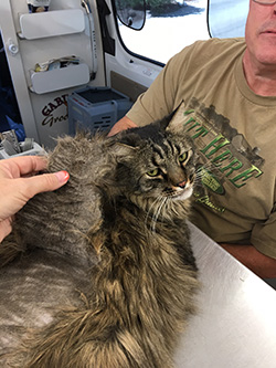 This cat had pelted mats on his back. Yes we fix this.