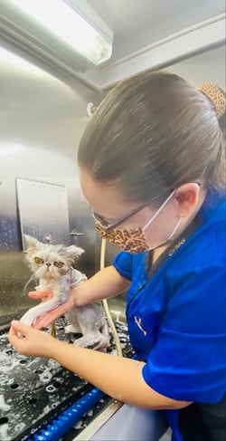 Persian cat Pippin getting a bath