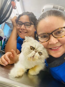 Persian cat Pippin all clean and dry after a bath