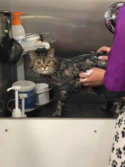 Cat getting a bath